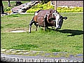 P1010070.JPG