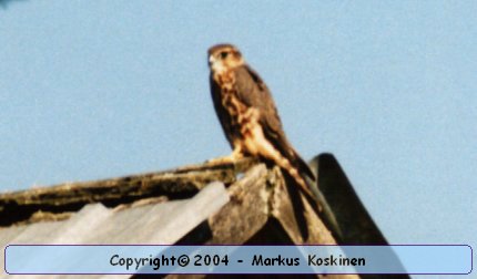 ampuhaukka.jpg
