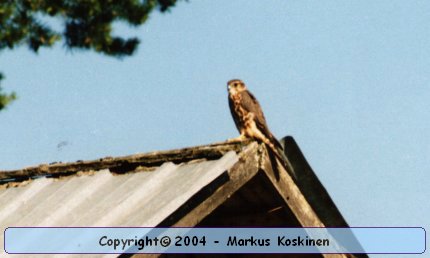 ampuhaukka2.jpg