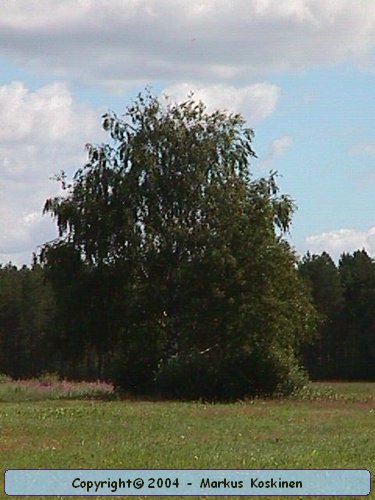 Koivu1.JPG
