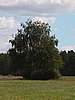 Koivu1.JPG