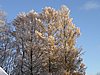 P1010007.JPG