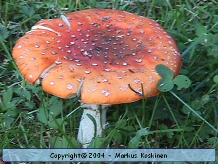 MVC-010F.JPG